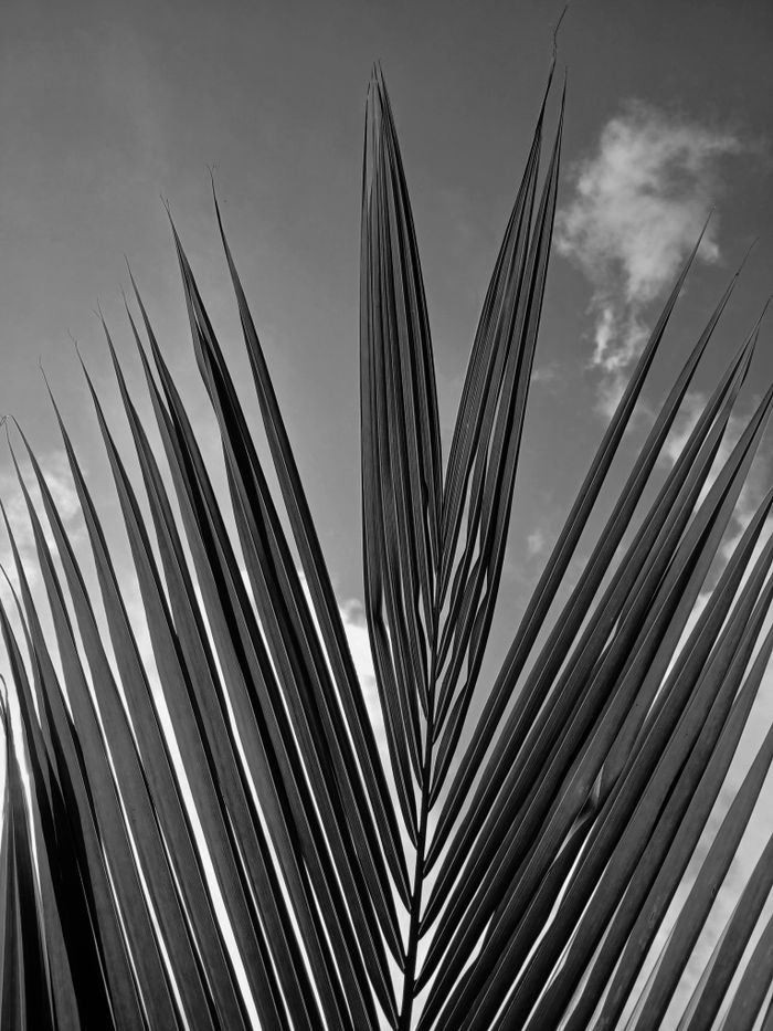 Home Artistic black and white photo of a palm leaf silhouetted against a cloudy sky.
